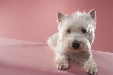 Haircut Styles For A West Highland White Terrier Pets