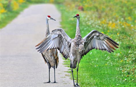 Sandhill Cranes 216 Photography