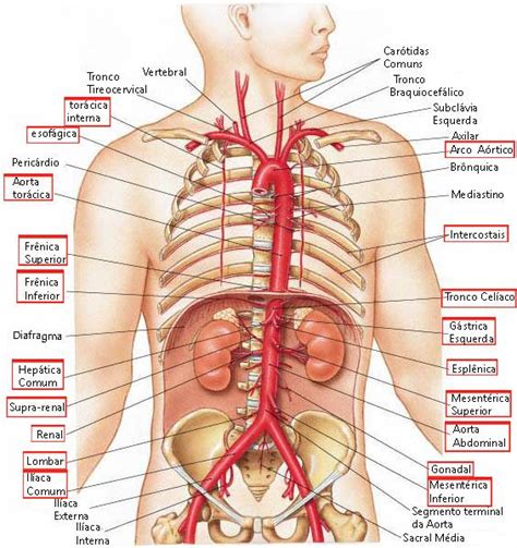Veias E Arterias Do Corpo - Artérias e Veias (Tórax/Abdômen) | EstudoFisio
