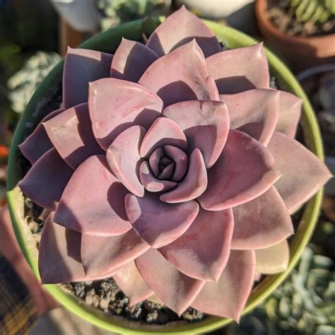 Graptoveria ‘topsy Debbie Rsucculents