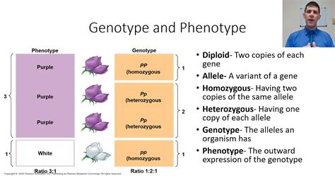 Super Basic Genetics Genotype Phenotype Alleles Youtube