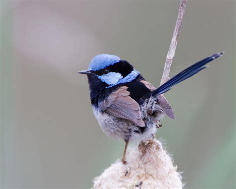 Breathtaking Blue Wren Pet Birds Animals Animals Beautiful