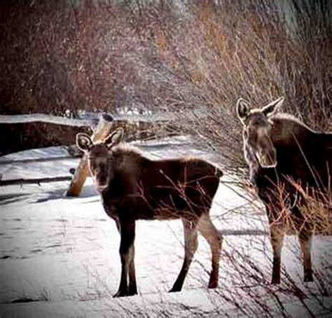 Moose Haven Cabin, A-Frames, Walden, United States of America ...