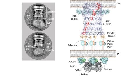 Bacterial Secretion Systems TheLowLab