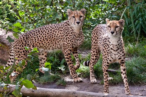 Pair Of Cheetahs Chester Zoo Eddie Evans Flickr