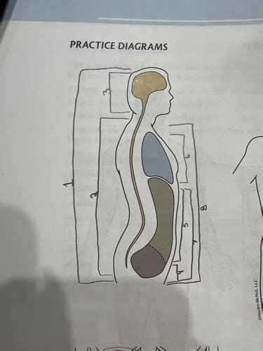 Body Cavity Diagram Study Flashcards Quizlet