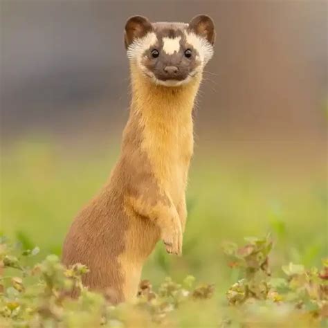 Weasel - Facts, Size, Diet, Pictures - All Animal Facts