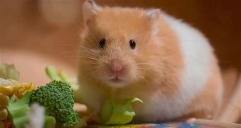 The 5 Best Hamster Foods Available See Our 1 Pick For 2023