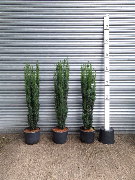 Irish Yew Taxus Baccata Fastigiata 4 5ft 120 150cm Mathias Nurseries