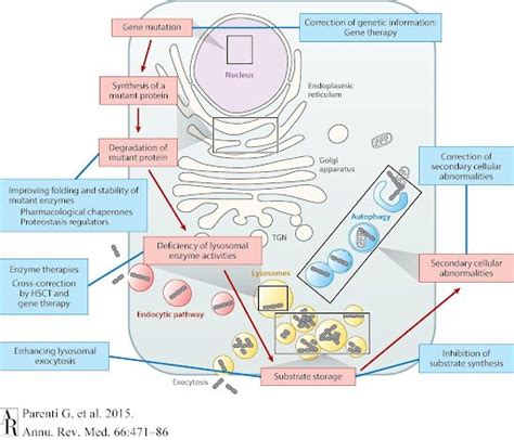 Lysosomal Storage Disease — Pompe Warrior Foundation