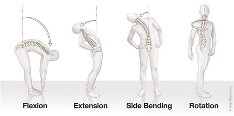 The Spine And How It Works