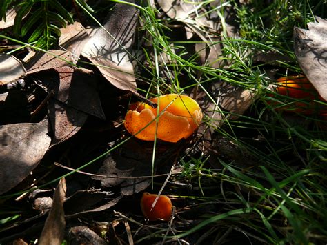 P Aleuria Aurantia Orange Cup Fungus Looks Uncan Flickr