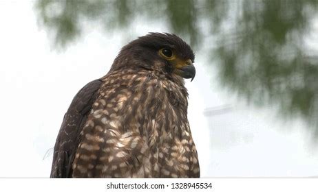 46 Falcon Nz Images, Stock Photos & Vectors | Shutterstock