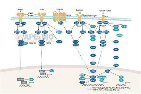 APExBIO JAK STAT Signaling Signaling Pathways