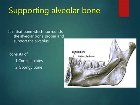 Alveolar Bone