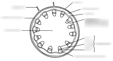 Stem Cross Section Diagram Quizlet