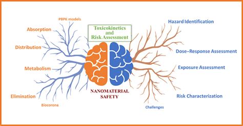 Toxicokinetics Doseresponse And Risk Assessment Of Nanomaterials