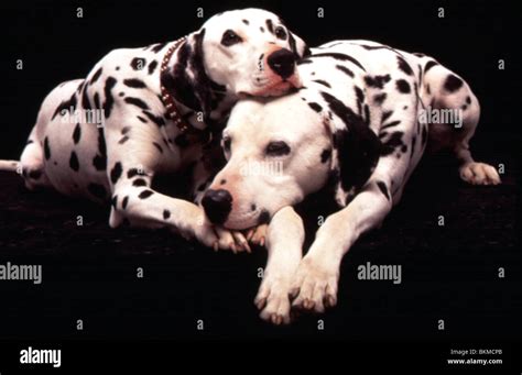 101 dalmatians 1996 hi-res stock photography and images - Alamy