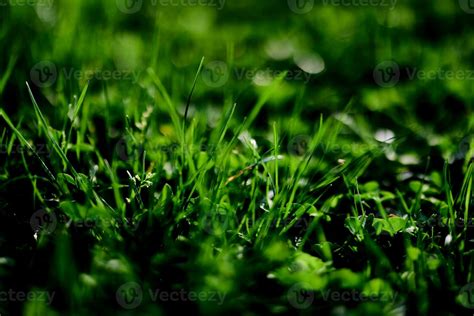 Green lawn grass close-up of the leaves of the grass. Nature ...