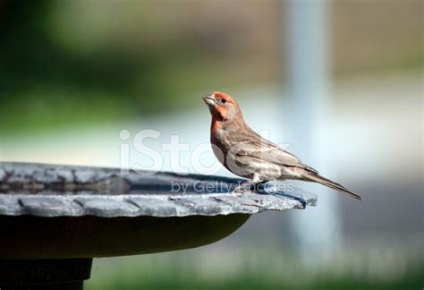 Male House Finch Stock Photo | Royalty-Free | FreeImages