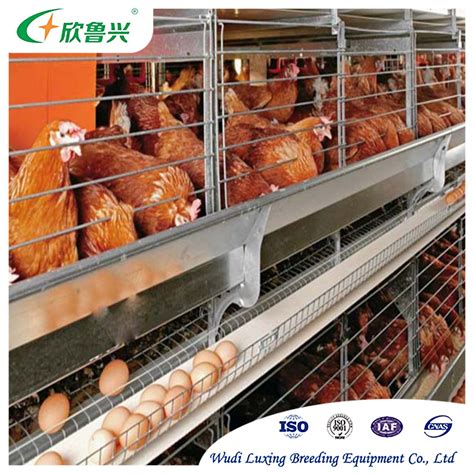 Large Scale Fully Automatic Ordering Of Hen H Shaped Chicken Cages For