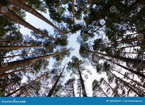 Tall Pine Tree Tops Against Blue Sky Stock Image Image Of Sunny