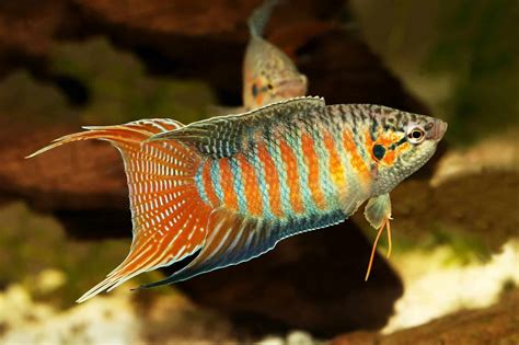 Paradise Fish Care Guide & Species Profile | Fishkeeping World