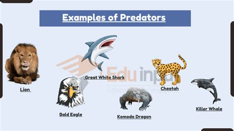 20 Examples of Predators