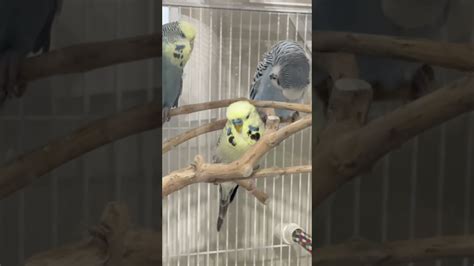How To Determine The Age And Sex Of Budgies Allaboutbudgies