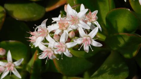 El truco definitivo para hacer florecer un árbol de jade en el jardín