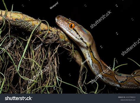 ular sawa images stock  vectors shutterstock