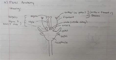 Seed Plants Phylum Anthophyta Flashcards Quizlet