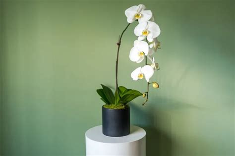 Wie Bringt Man Eine Orchidee Wieder Zum Bl Hen Profi Tipps Um Ihre