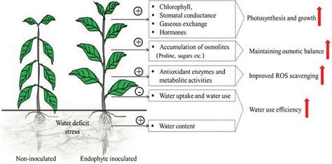 1 Endophyte Colonization Can Help Plants Better Withstand In Water Download Scientific Diagram