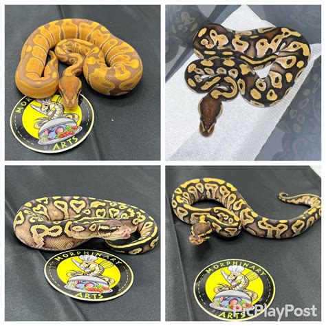 ultramel group ball python  morphinary arts morphmarket