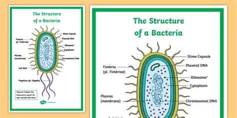 Bacteria Poster Teacher Made