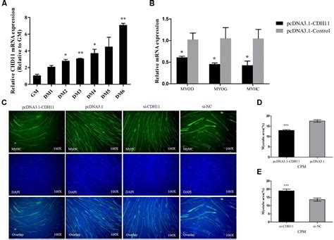 Frontiers Gga Mir A Affecting Myoblast Proliferation And