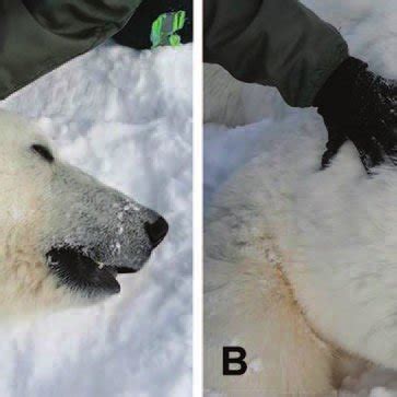 Appearance and distribution of alopecia in southern Beaufort Sea polar... | Download Scientific ...