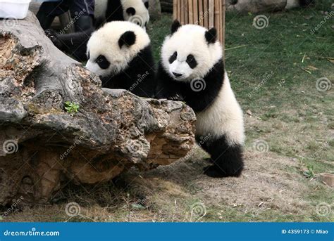 Panda Cubs Stock Photos - Image: 4359173