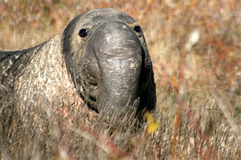 File:Male elephant seal.jpg - Wikimedia Commons