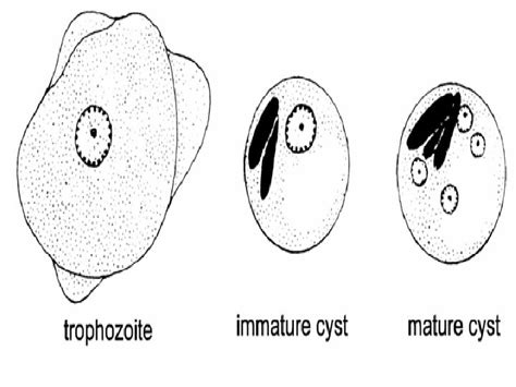 Protozoa Lab 12 Intestinal Protozoa Entamoeba Histolytica Entamoeba