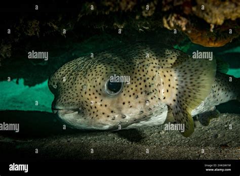 Balloonfish Diodon Holocanthus Hides On The Reef Of The Dutch