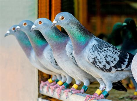 Wild Ancestors Of Pigeons Found On Secluded Islands Earth