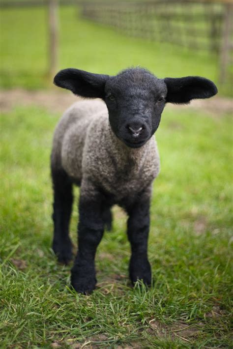 nicest pictures   baby lamb standing   grass ovejitas