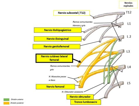 Nervio Cut Neo Femoral Lateral Dolopedia Hot Sex Picture