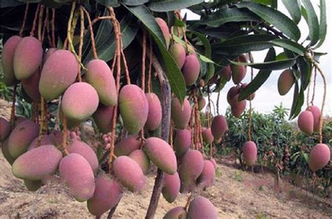 Agriculture Cara Menanam Mangga Agar Cepat Berbuah