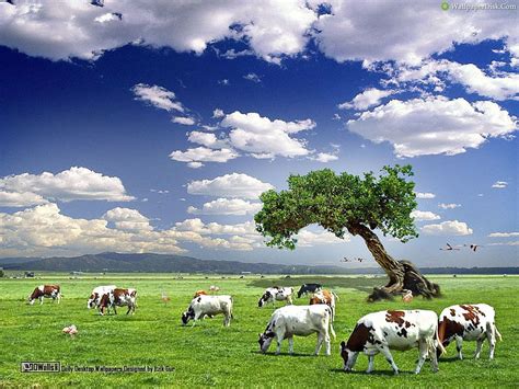 Dairy Farming In Cow Hd Wallpaper Pxfuel