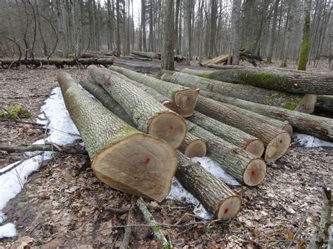 Puszcza Białowieska Masowa wycinka dębów w Puszczy Białowieskiej