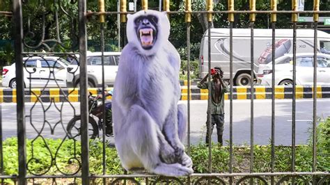 Langur Cutouts In Delhi Ahead Of G20 Summit