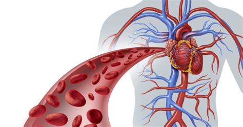 7 Nutrients To Remove Calcium Plaque From Your Arteries